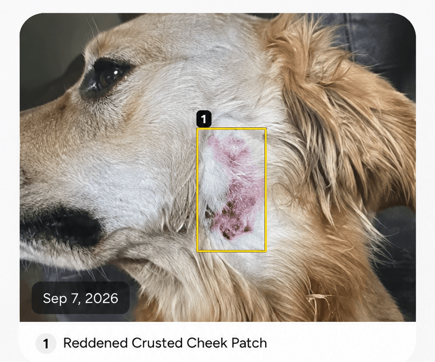 Pet photo with AI-detected area