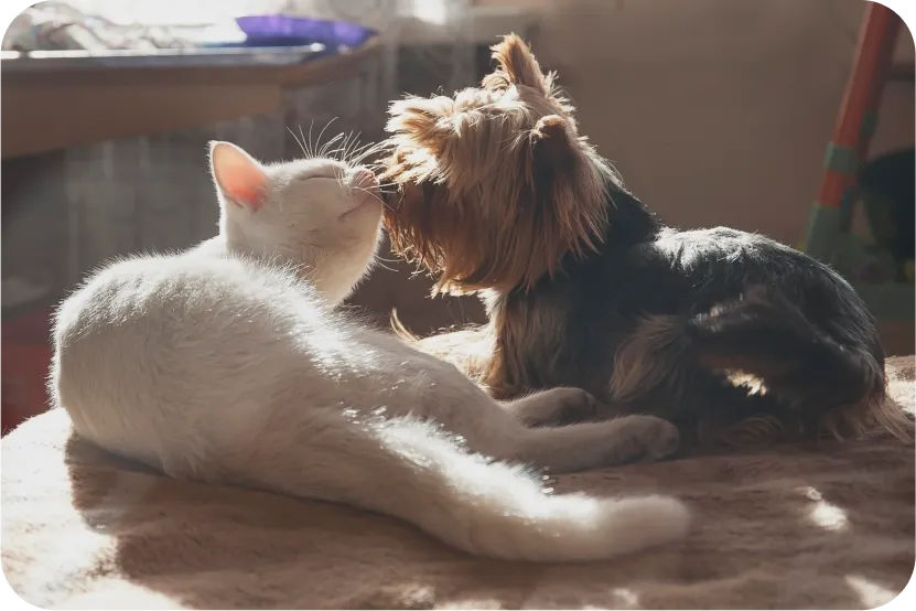 dog and cat sniffing each other's noses