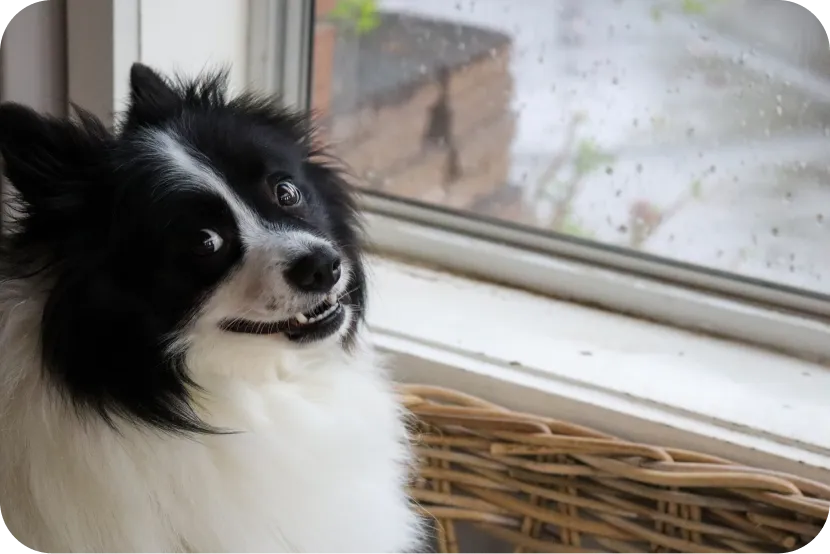 small dog looking back at you