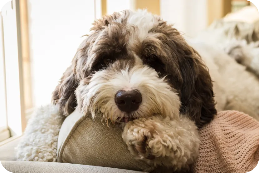 white and black long haired dog lying on couch