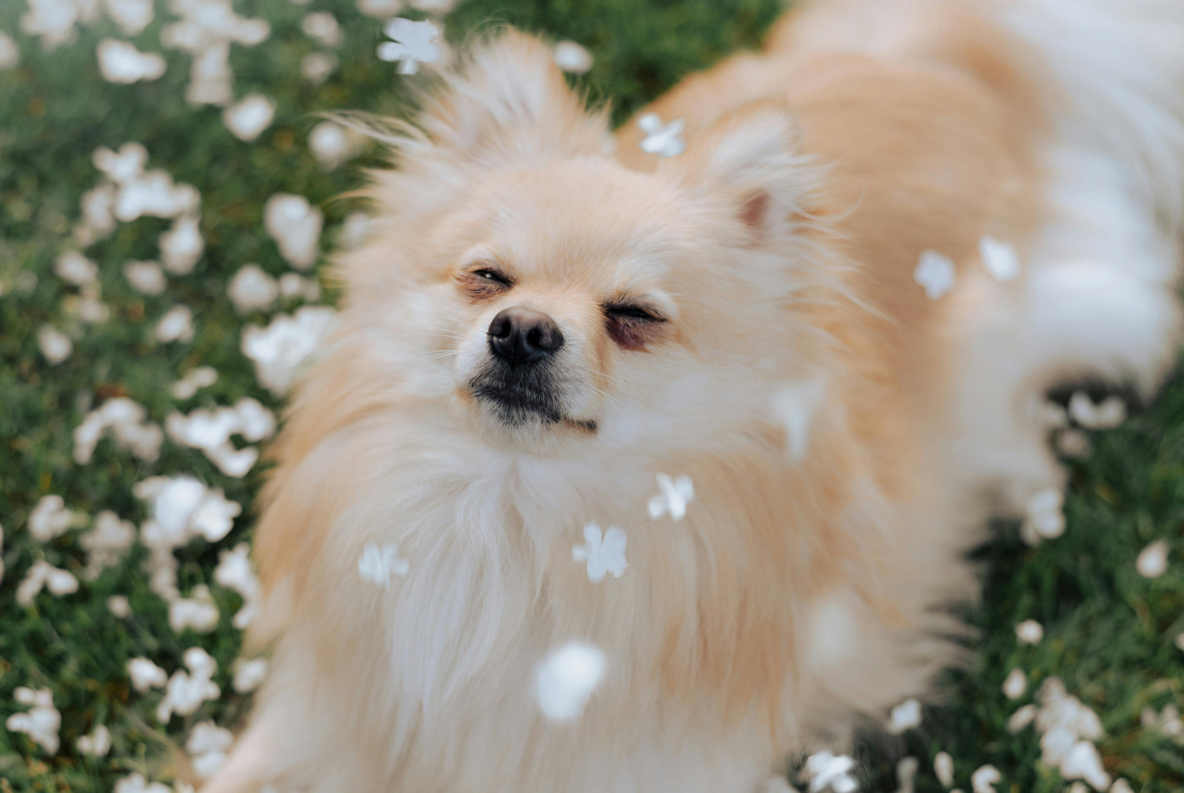 small dog looking back at you