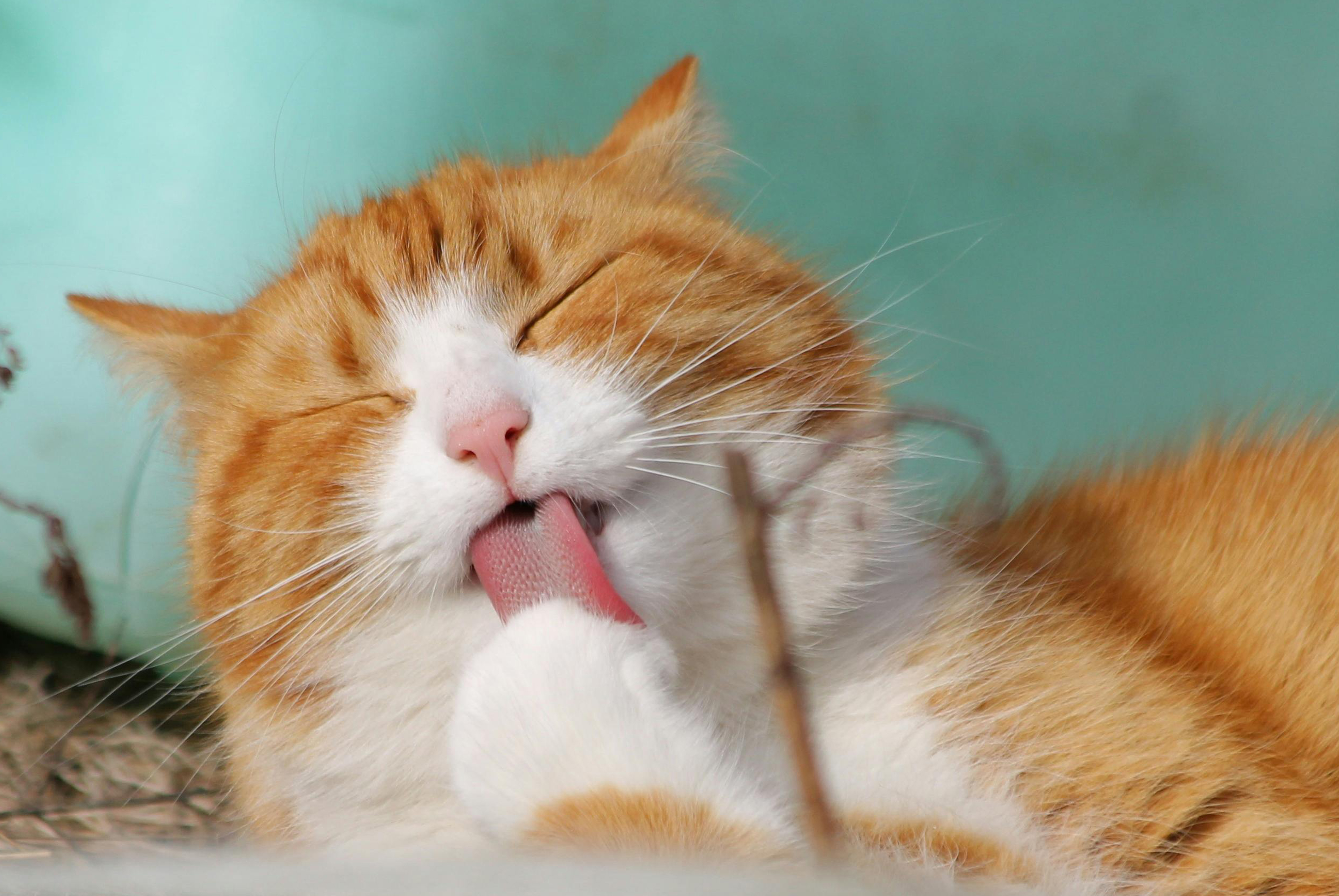cat noses