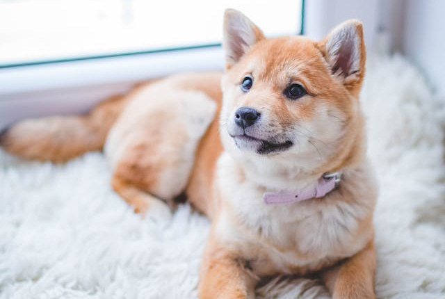 dog lying